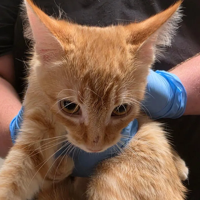A baby small-sized female Orange / Red Domestic Short Hair cat named Dorito for adoption in Yuma, AZ