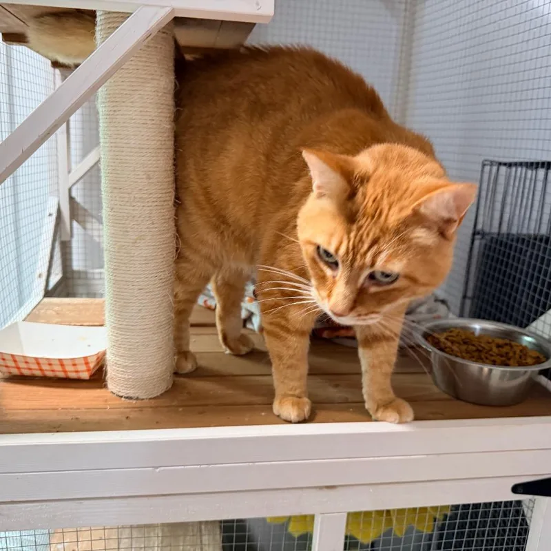 An adult small-sized male Orange / Red Domestic Short Hair cat named Max for adoption in Nokesville, VA
