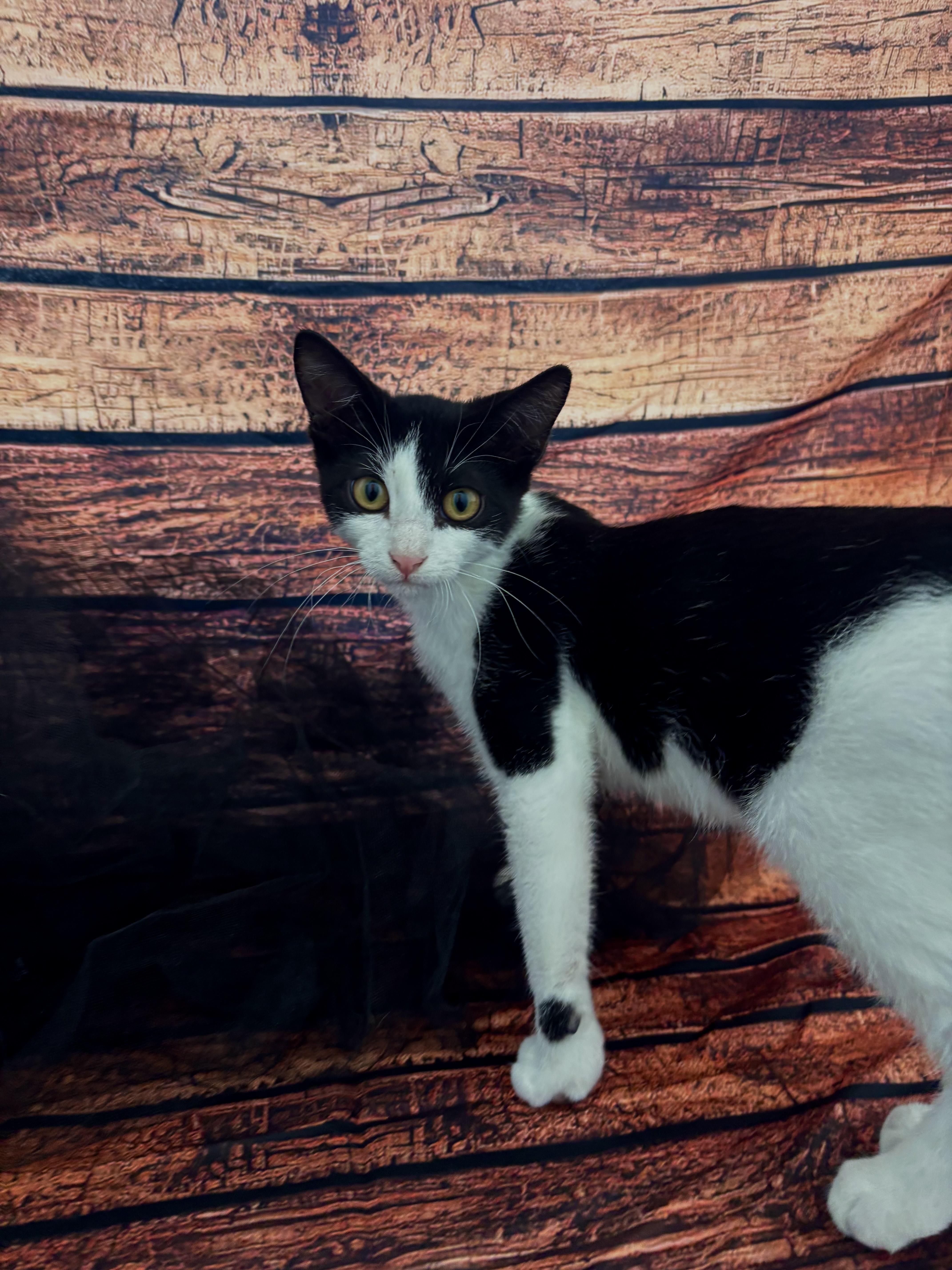 A young medium-sized male Black & White / Tuxedo Domestic Short Hair cat named Everett for adoption in Houston, TX