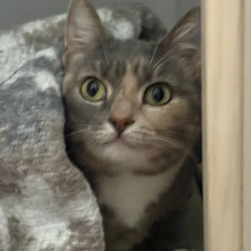 An adult medium-sized female Domestic Short Hair cat named Jersey for adoption in Medinah, IL
