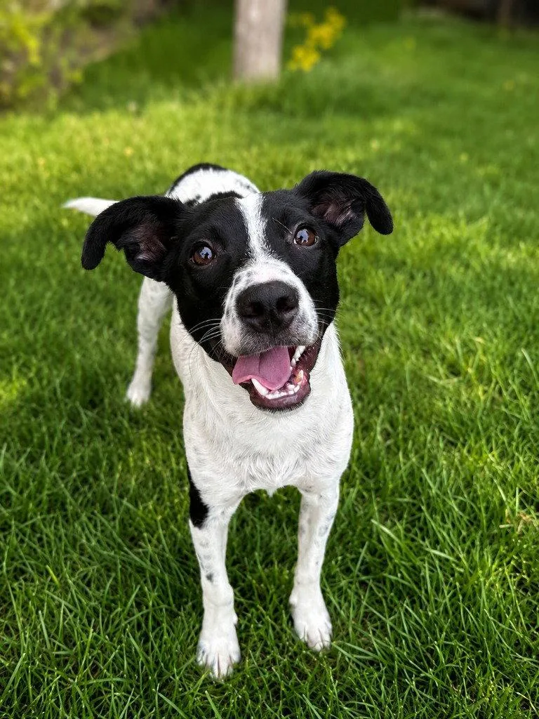 A young medium-sized male Labrador Retriever dog named Jiminy for adoption in Bloomfield, CT