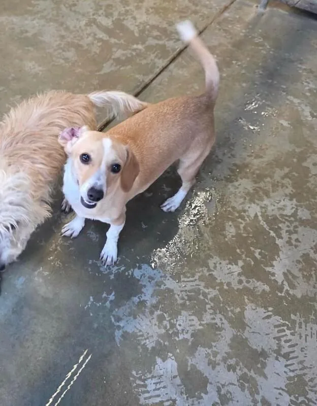 An adult small-sized female Dachshund dog named Tammany for adoption in Windsor, CO