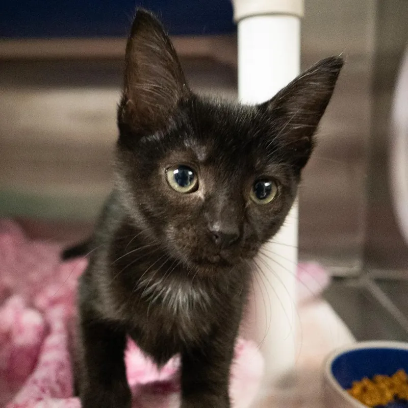 A baby medium-sized female Domestic Short Hair cat named Honey Bee for adoption in Shoreline, WA
