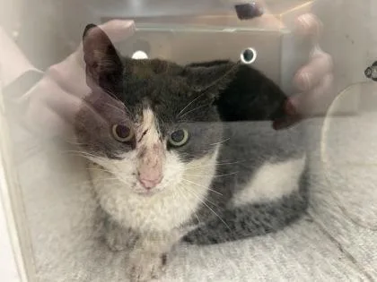 An adult small-sized male Domestic Short Hair cat named Scarface for adoption in West Chester, PA