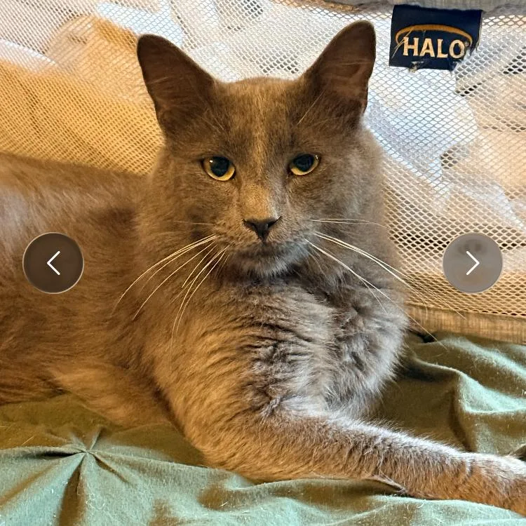 A young small-sized male Domestic Medium Hair cat named Birch for adoption in Falls Church, VA