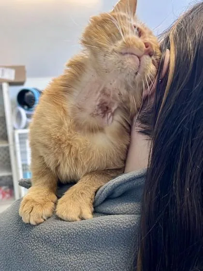 Simba thumbnail 2