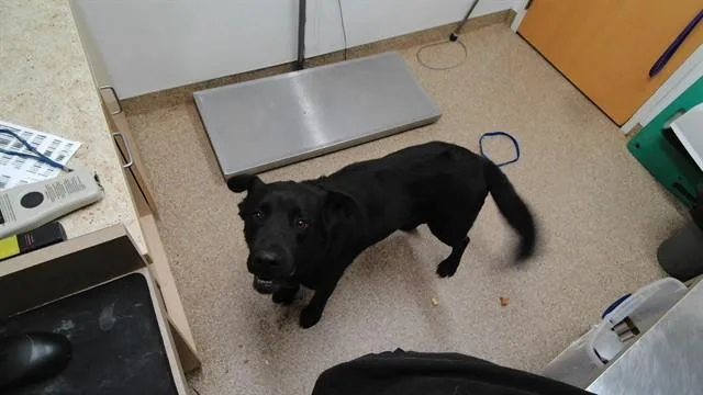 Taco