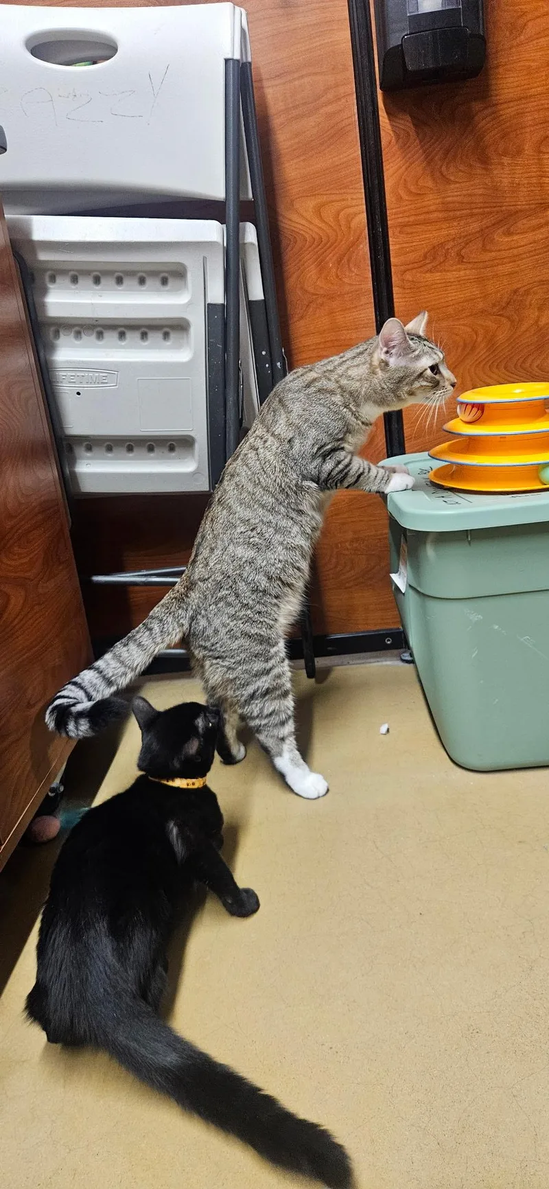 A young large-sized male Tabby (Buff / Tan / Fawn) Domestic Short Hair cat named Liam for adoption in Santa Ana, CA