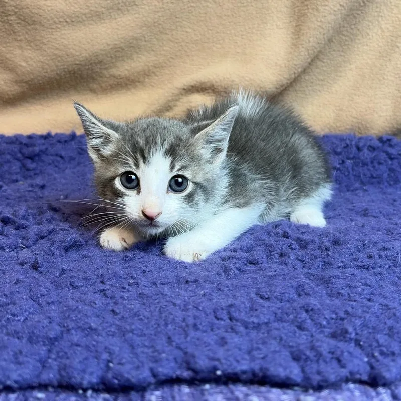 A baby small-sized male Gray / Blue / Silver Domestic Short Hair cat named Denver for adoption in San Antonio, TX