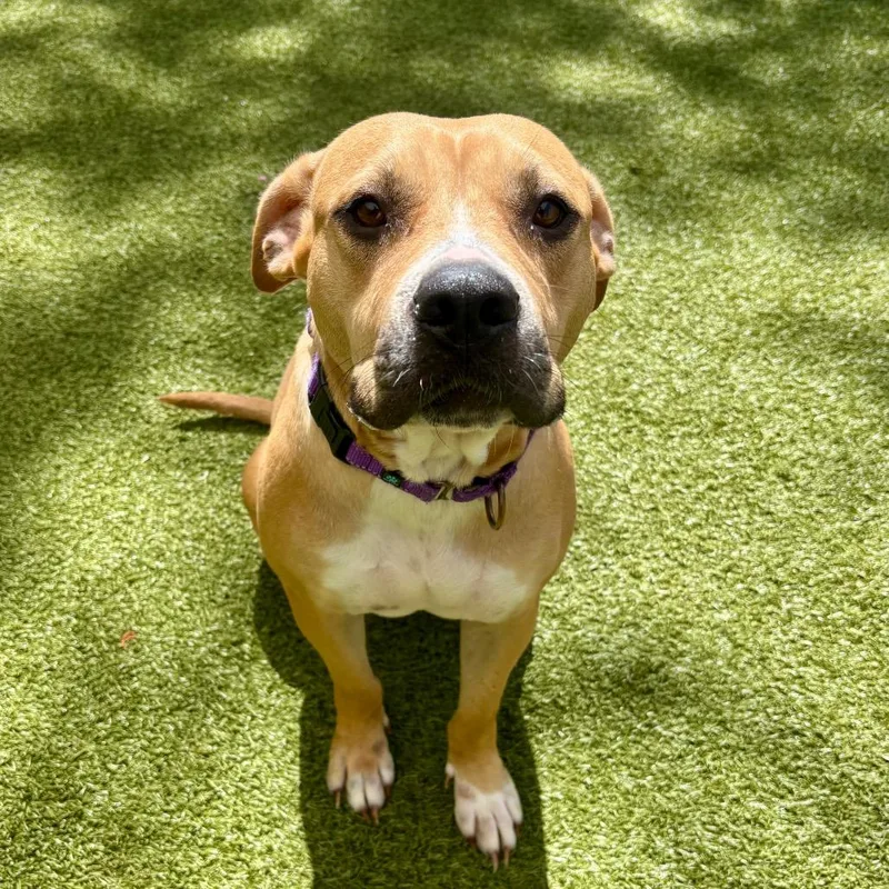 An adult medium-sized female Yellow / Tan / Blond / Fawn Mixed Breed dog named Penny for adoption in Titusville, FL