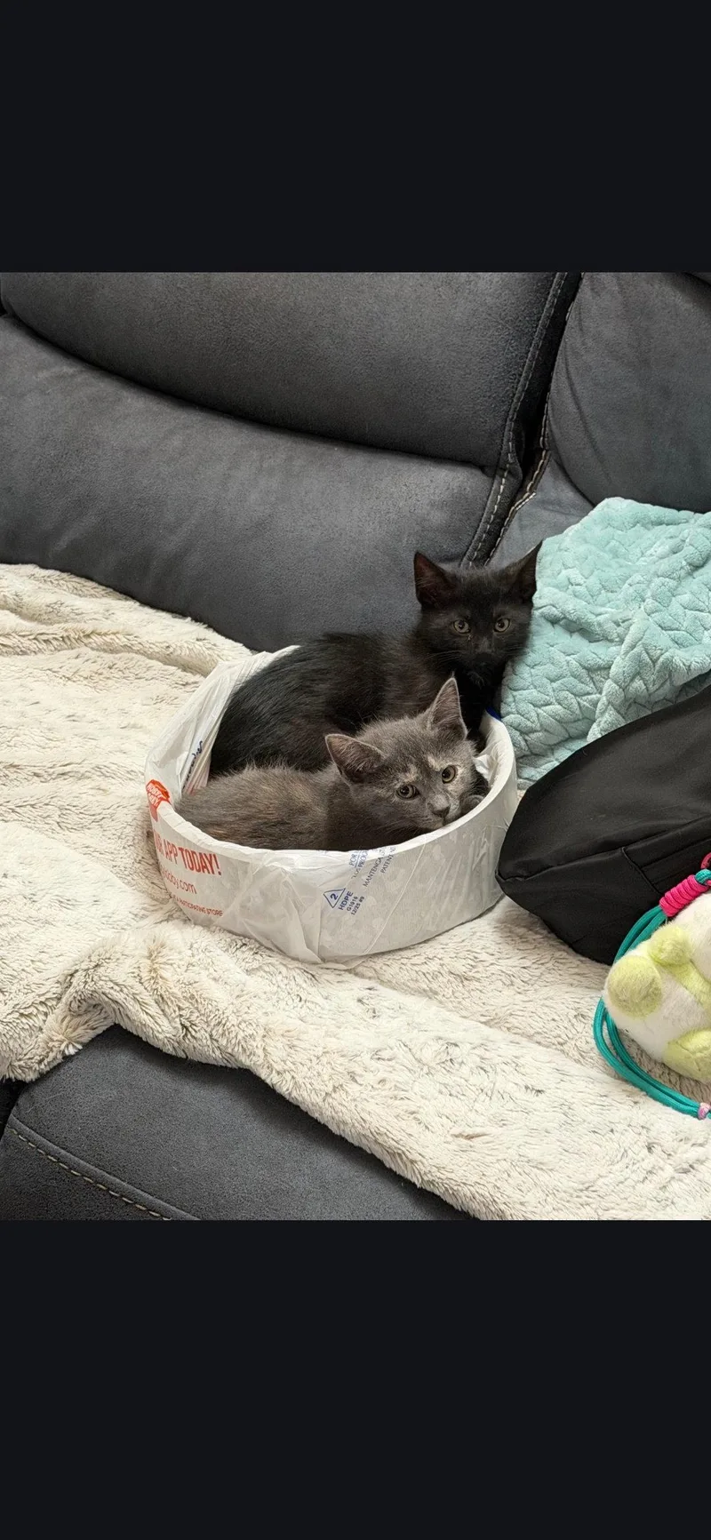 A baby small-sized male Black Domestic Short Hair cat named Moonface "Moonie" Martin for adoption in Harrisburg, PA
