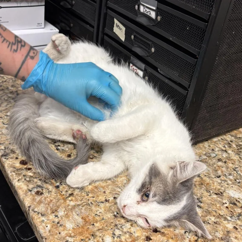 A baby medium-sized male Gray / Blue / Silver Domestic Long Hair cat named DeSantos for adoption in Norfolk, NE