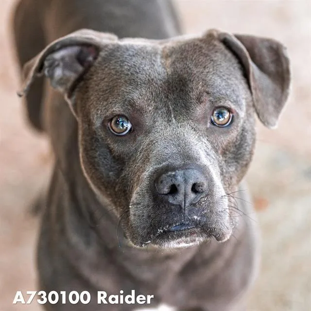 A young medium-sized male Pit Bull Terrier dog named Raider for adoption in Sacramento, CA