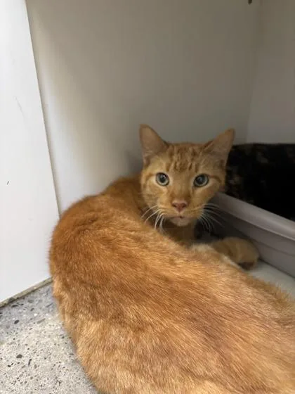 An adult medium-sized male Domestic Short Hair cat named Williams for adoption in Lafayette, IN