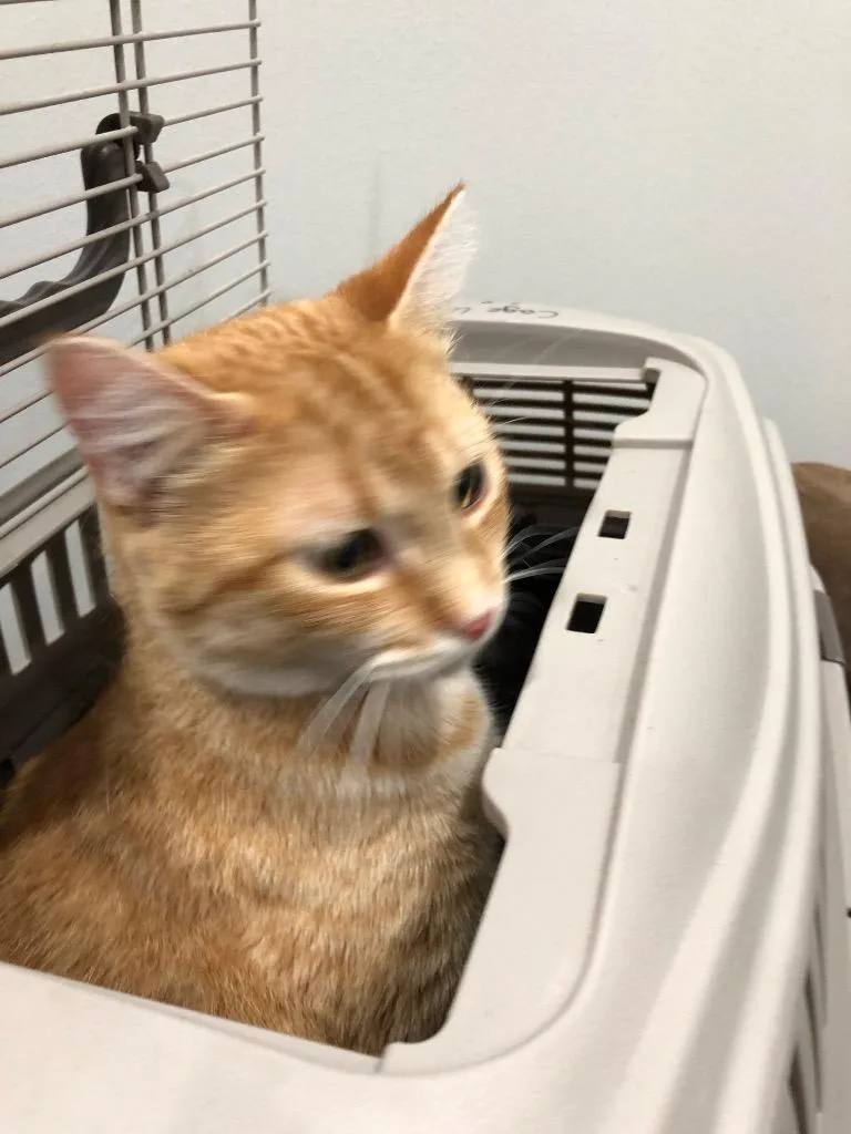 Garfield