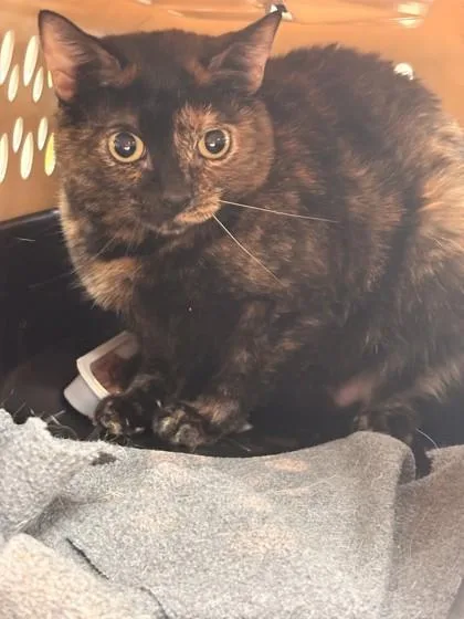 An adult medium-sized female Domestic Short Hair cat named Cocoa for adoption in Memphis, TN