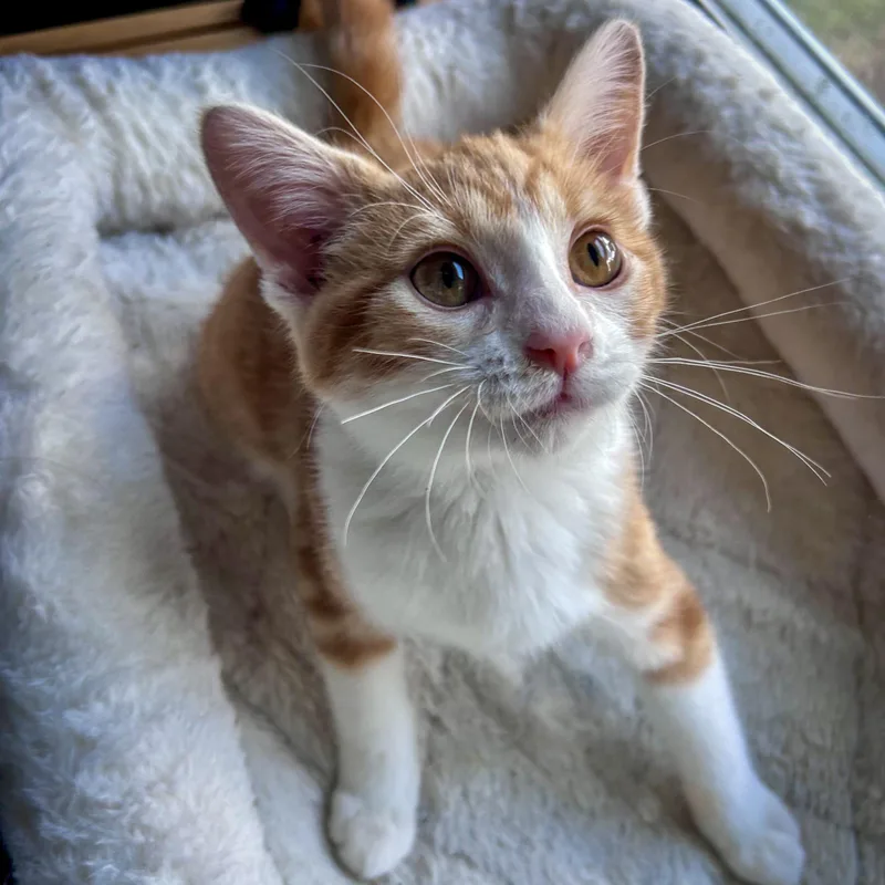 A baby small-sized female Domestic Short Hair cat named Jesse for adoption in Fishers, IN