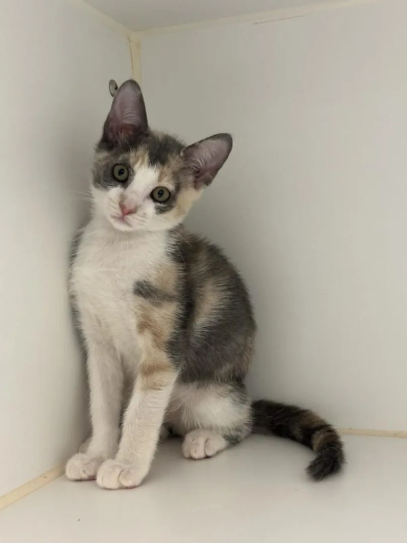 A baby small-sized female Domestic Short Hair cat named Tasha for adoption in Texas City, TX
