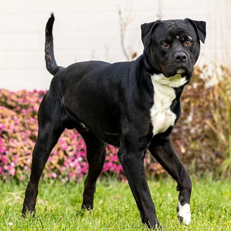 An adult large-sized male Black Rottweiler dog named Beefcake for adoption in Council Bluffs, IA
