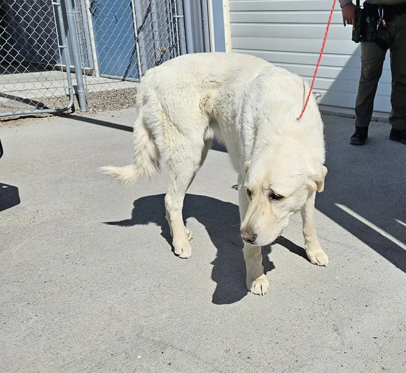 An adult extra large-sized male Great Pyrenees dog named 61903423 for adoption in Elko, NV
