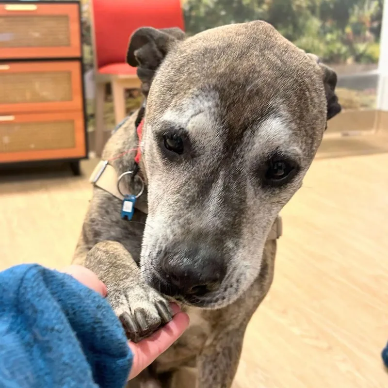 A senior large-sized male Brindle Pit Bull Terrier dog named Slinky for adoption in San Francisco, CA