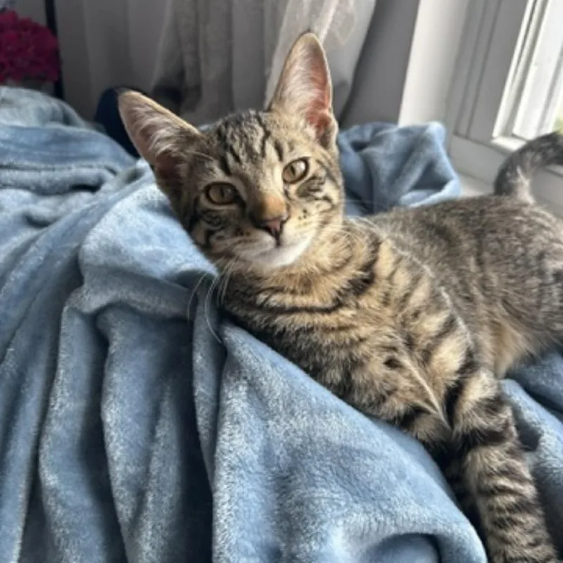 A baby extra large-sized male Brown / Chocolate Domestic Short Hair cat named Monterey for adoption in Oceanside, NY