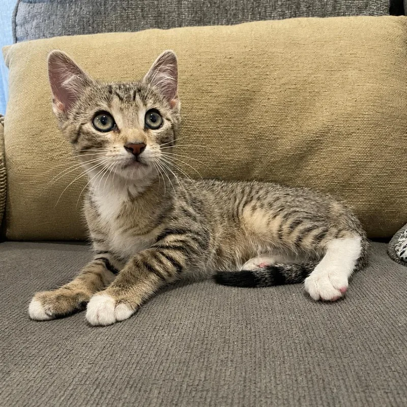 A baby small-sized female Brown / Chocolate American Shorthair cat named Luna for adoption in Tucson, AZ