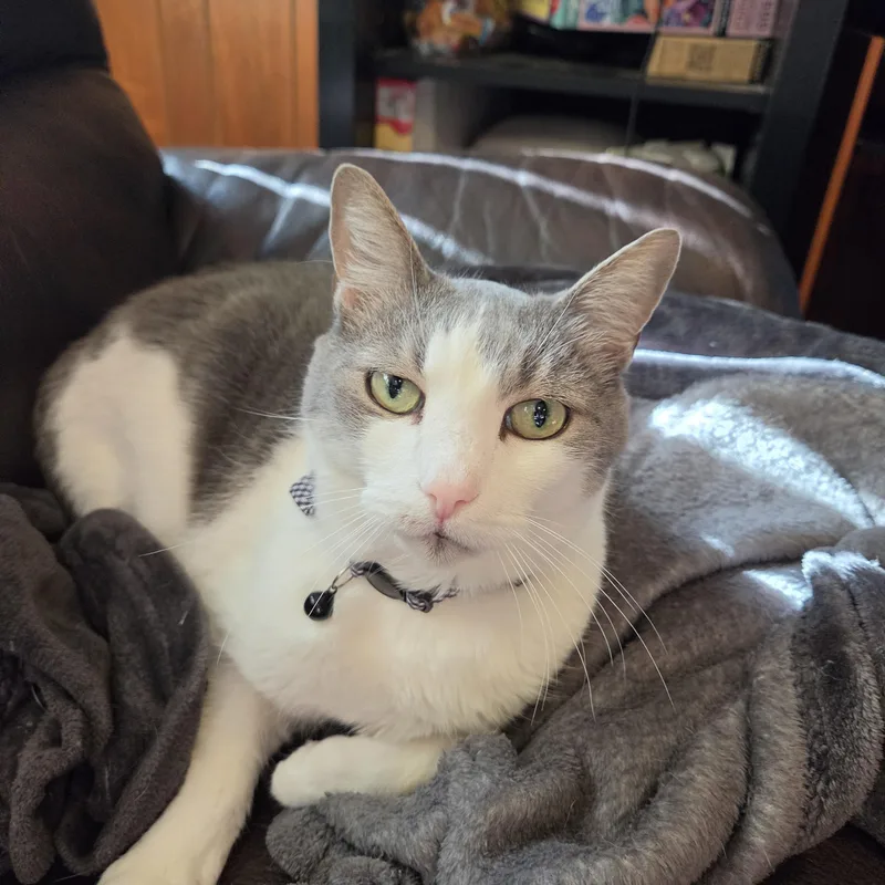An adult large-sized male Gray & White Domestic Medium Hair cat named Watson for adoption in Buffalo, NY