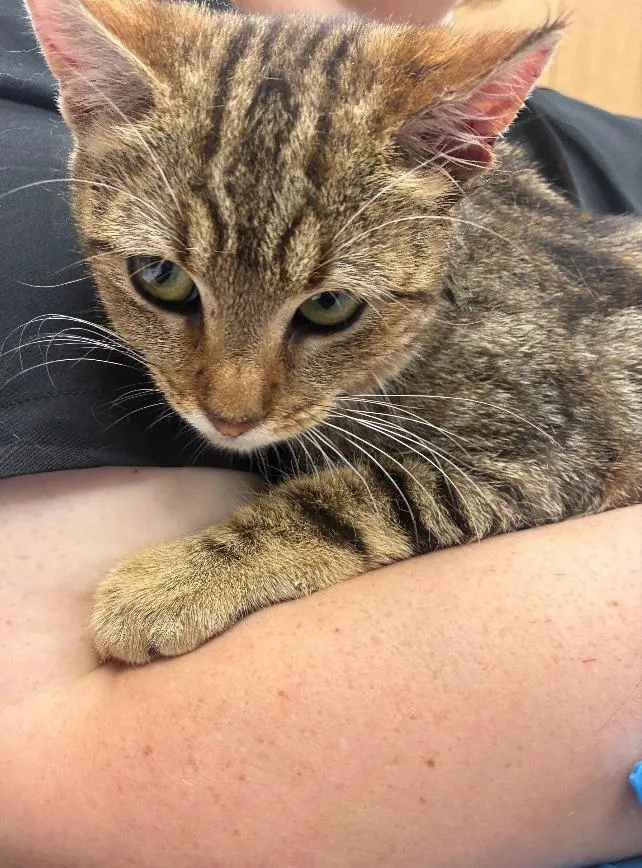 A young small-sized female Domestic Short Hair cat named Ivy for adoption in Hartsville, SC