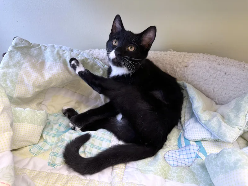 A baby medium-sized female Black & White / Tuxedo Domestic Short Hair cat named Marshmallow for adoption in Crystal Lake, IL