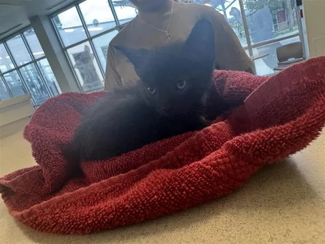 An adult small-sized male Domestic Short Hair cat named Tiger for adoption in San Antonio, TX