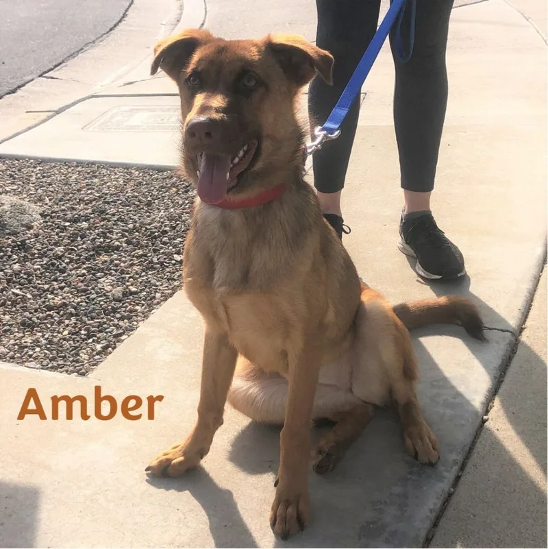 A young large-sized female Labrador Retriever dog named Amber for adoption in Newport Beach, CA