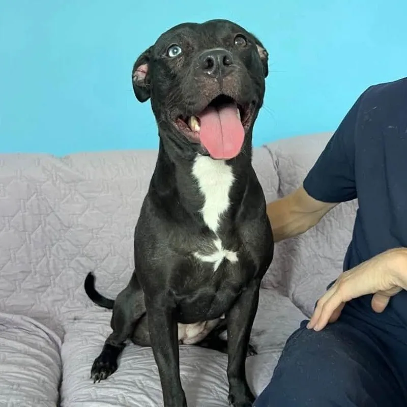 An adult large-sized female Black Mixed Breed dog named Cerys for adoption in Long Island City, NY