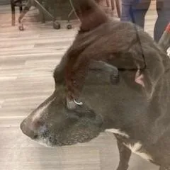 A senior large-sized female Black Mixed Breed dog named Juno for adoption in York, PA