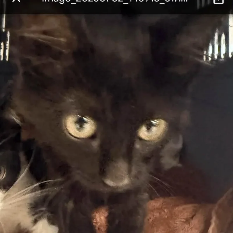 A baby small-sized female Black Domestic Short Hair cat named ReynaC for adoption in East Saint Louis, IL