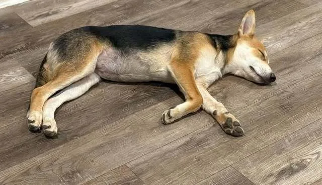 A baby small-sized female Shepherd dog named Bloom for adoption in Dallas, TX
