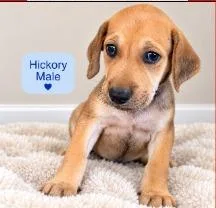 A baby medium-sized male Labrador Retriever dog named Chestnut for adoption in West Bloomfield, MI