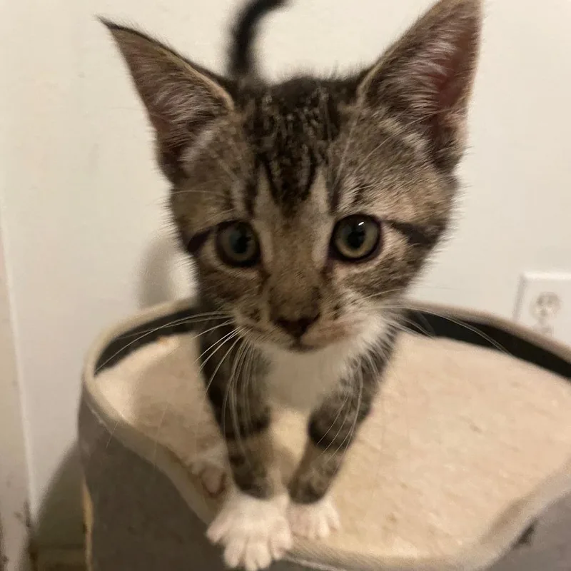 A baby small-sized male Domestic Short Hair cat named Grilled Cheese for adoption in Allyn, WA