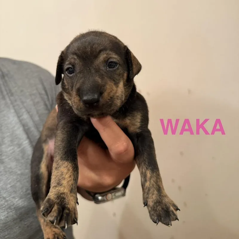 A baby small-sized female Black Mixed Breed dog named Waka for adoption in Keaau, HI