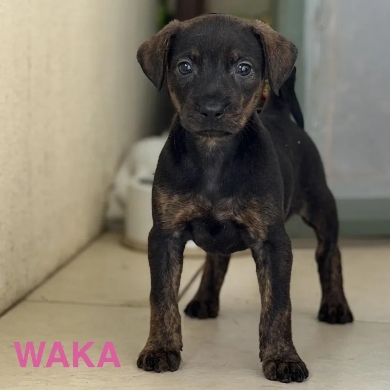 Waka thumbnail 2