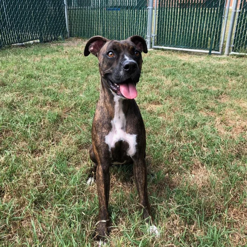 A senior medium-sized female Brindle Boxer dog named Haze for adoption in Kyle, TX