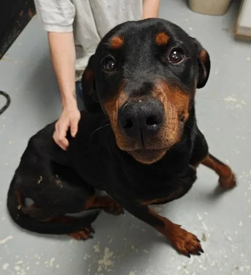An adult large-sized female Black Doberman Pinscher dog named Rosaria for adoption in Manning, SC