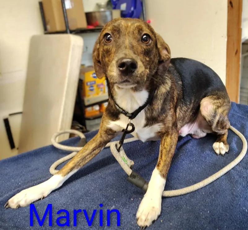 A young medium-sized male Terrier dog named Marvin for adoption in Mena, AR