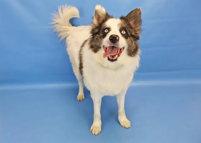 An adult medium-sized male Siberian Husky dog named Clayton for adoption in Colorado Springs, CO