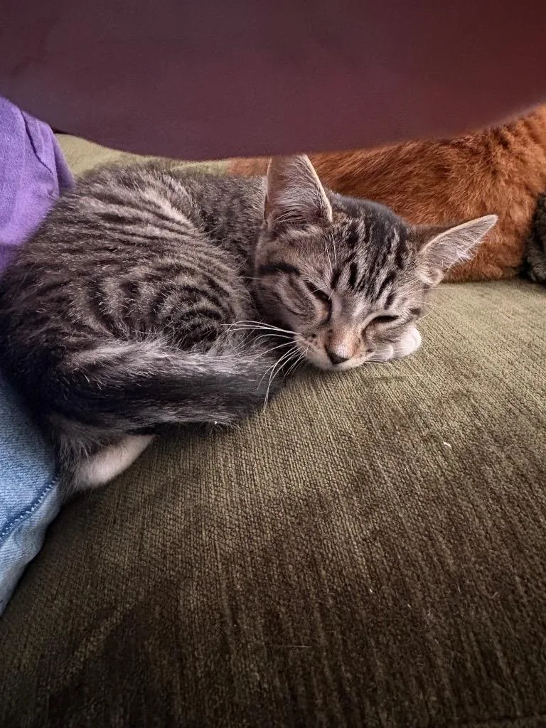 A baby medium-sized female Domestic Short Hair cat named Gizmo for adoption in Mountain Home, AR