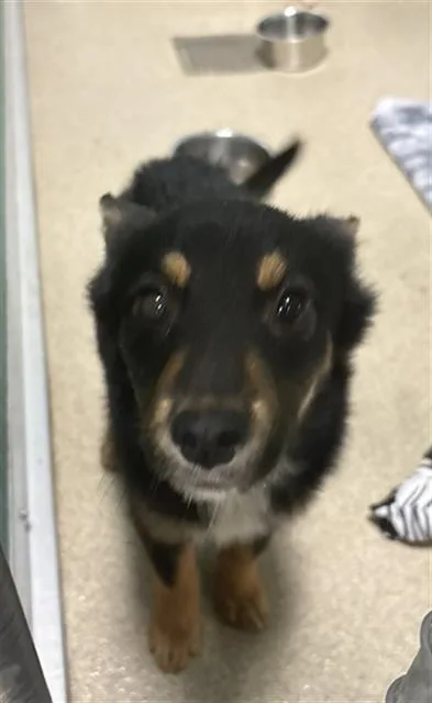 A baby small-sized female Mixed Breed dog named Cranberry for adoption in Newton, NC