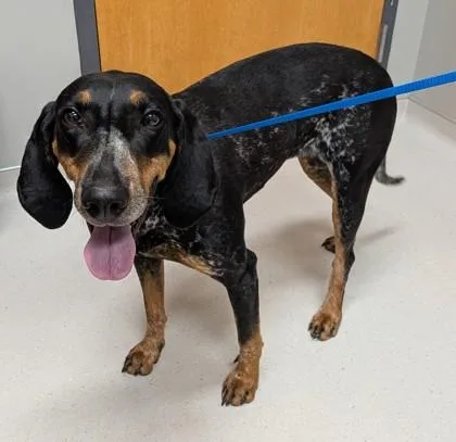 An adult large-sized female Bluetick Coonhound dog named Abigail for adoption in Missoula, MT