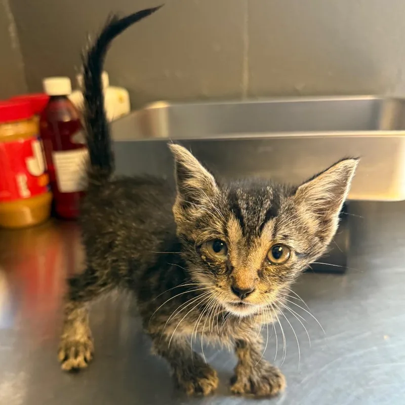 A baby small-sized female Gray / Blue / Silver Domestic Short Hair cat named Dixie for adoption in Tuscaloosa, AL