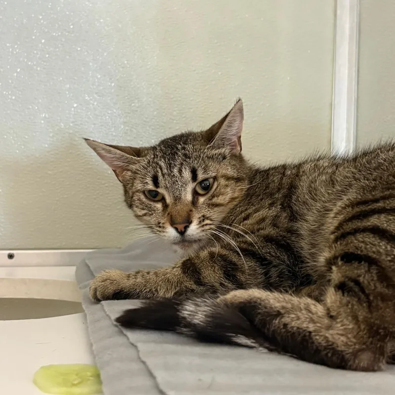 An adult medium-sized female Brown / Chocolate Domestic Short Hair cat named Bijou for adoption in Chesapeake, VA