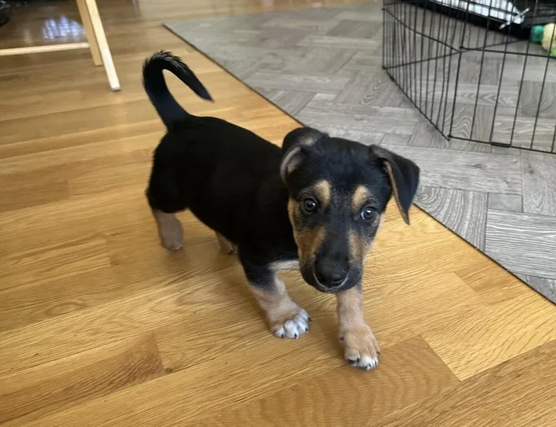 A baby medium-sized male Shepherd dog named Flynn for adoption in Broomfield, CO